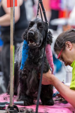 Uluslararası köpek kozmetik rekabet Sant Antoni de Calonge İspanya, 19. 05. 2018, İspanya