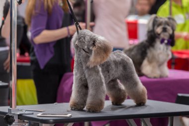 Uluslararası köpek kozmetik rekabet Sant Antoni de Calonge İspanya, 19. 05. 2018, İspanya