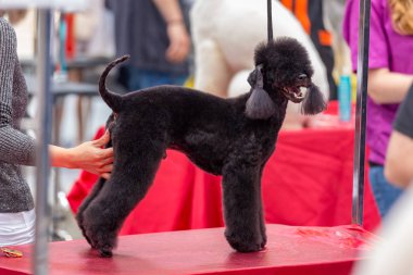 Uluslararası köpek kozmetik rekabet Sant Antoni de Calonge İspanya, 19. 05. 2018, İspanya