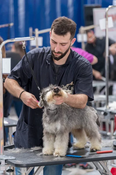 Internationale Hond Cosmetische Competitie Sant Antoni Calonge Spanje 2018 Spanje — Stockfoto