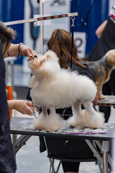 Uluslararası köpek kozmetik rekabet Sant Antoni de Calonge İspanya, 19. 05. 2018, İspanya