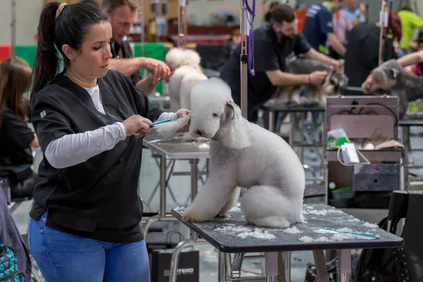 Διεθνή Σκύλος Καλλυντικά Ανταγωνισμό Στο Καλόνγκε Στην Ισπανία 2018 Ισπανία — Φωτογραφία Αρχείου
