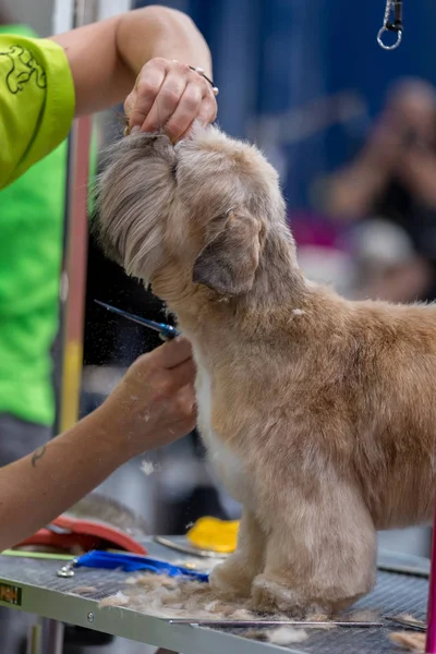 Διεθνή Σκύλος Καλλυντικά Ανταγωνισμό Στο Καλόνγκε Στην Ισπανία 2018 Ισπανία — Φωτογραφία Αρχείου