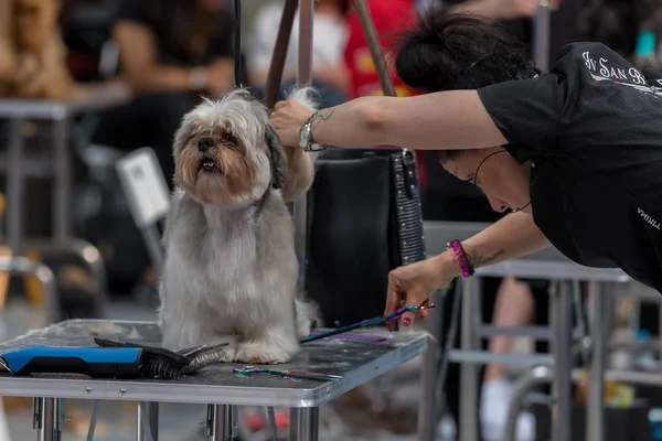 Concurso Internacional Cosmética Para Perros Sant Antoni Calonge España 2018 — Foto de Stock