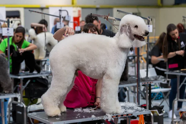 Concurso Internacional Cosmética Para Perros Sant Antoni Calonge España 2018 — Foto de Stock