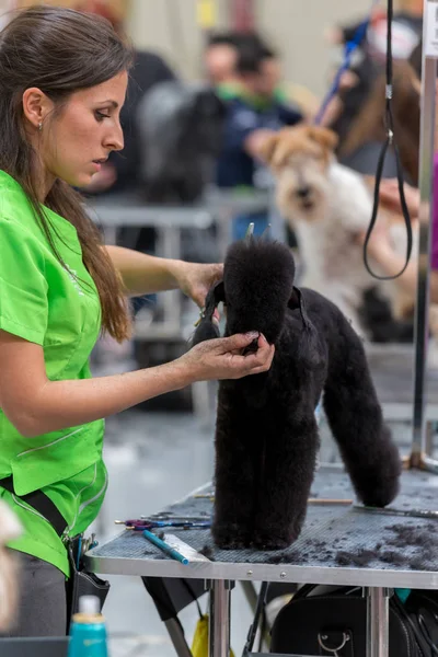 Concurso Internacional Cosmética Para Perros Sant Antoni Calonge España 2018 — Foto de Stock