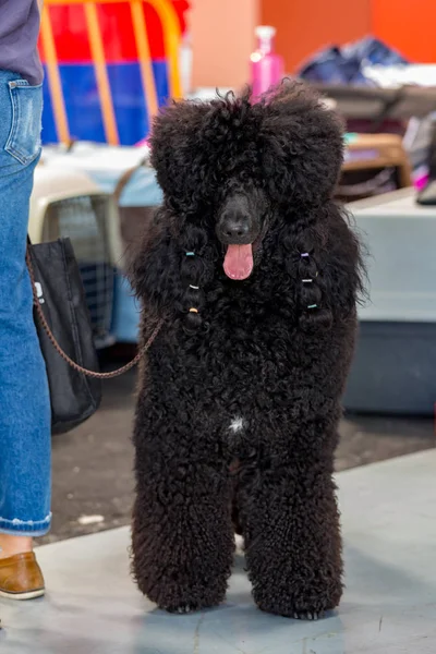 Competição Internacional Cosméticos Para Cães Sant Antoni Calonge Espanha 2018 — Fotografia de Stock