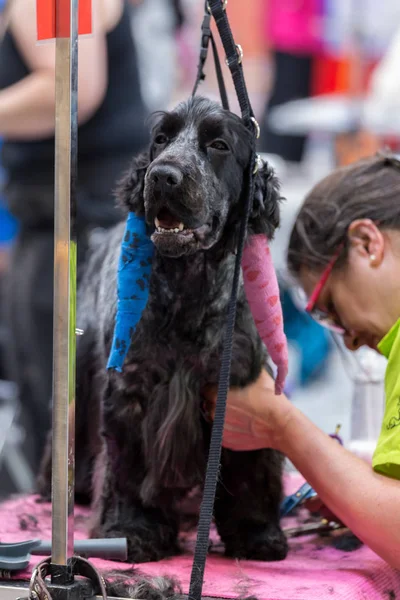 Concurso Internacional Cosmética Para Perros Sant Antoni Calonge España 2018 — Foto de Stock