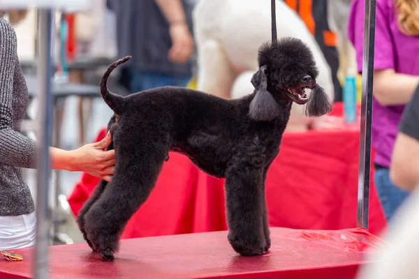 Concurso Internacional Cosmética Para Perros Sant Antoni Calonge España 2018 — Foto de Stock