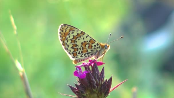 Gros Plan Petit Papillon Sur Fleur — Video