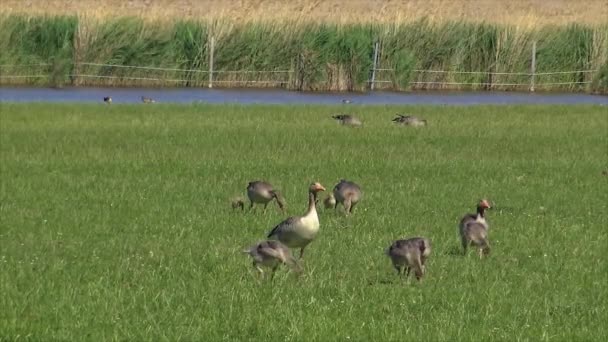 Anser Fabalis Bohnengans Niederrheinische Familie — Stockvideo