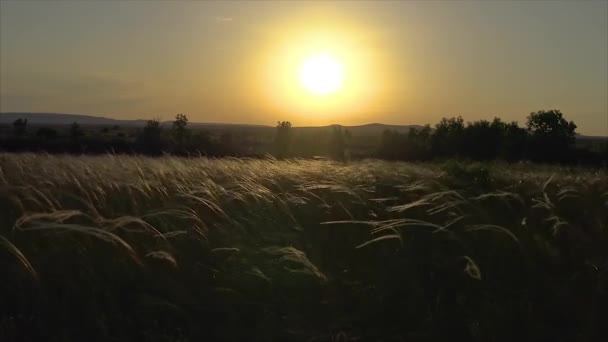 草地上夕阳光中的针茅植物 — 图库视频影像