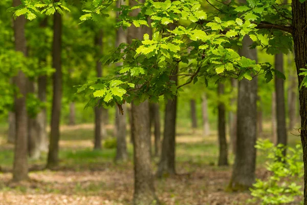 春に緑のオークの森 — ストック写真