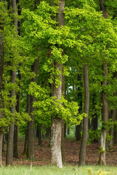 Zielony Las Dębowy Wiosną — Zdjęcie stockowe