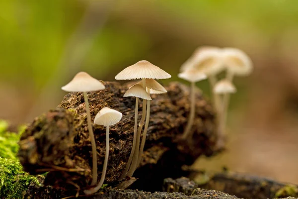 漂亮的特写图片从一个小蘑菇 — 图库照片