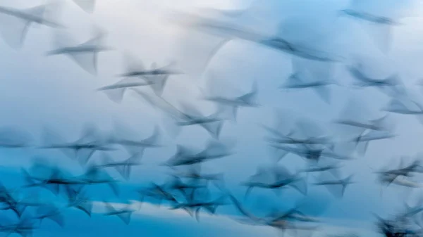 Abstract Photo Flying Seagulls Long Exposure Picture — Stock Photo, Image