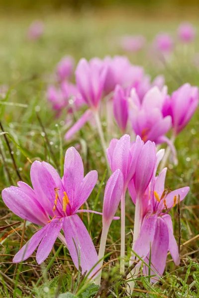 Nice autumn flowers in the meadow, Colchicum — Stock Image Nice Autumn Flowers Meadow Colchicum Stock Image
