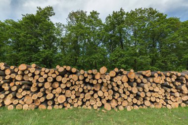 Big pile of oak wood in a forest clipart