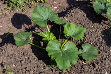 Bahçede genç salatalık bitki