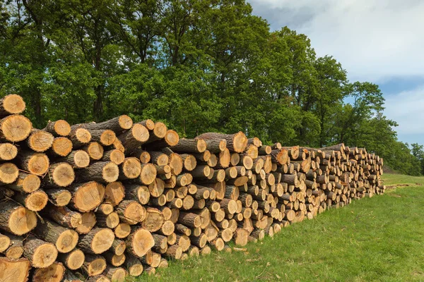 Grote Stapel Van Eikenhout Een Forest — Stockfoto