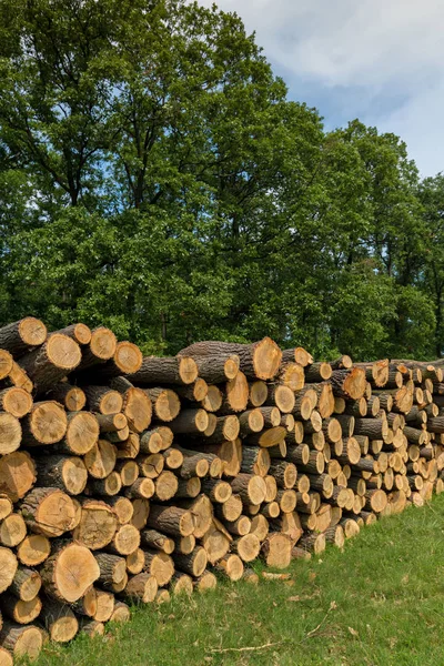 Big Pile Oak Wood Forest — Stock Photo, Image