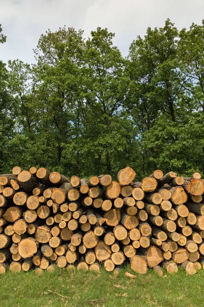 Duży Stos Drewna Dębowego Lesie — Zdjęcie stockowe