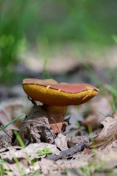 Champignon Comestible Dans Une Forêt Boletus Chrysenteron — Photo