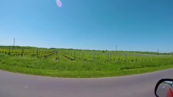 田舎村オーストリアの錆の近く 車からブドウの行で — ストック動画