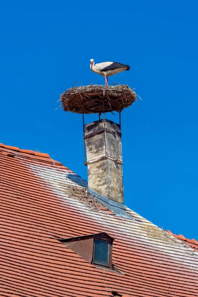 Ooievaar Nest Een Oostenrijks Dorpje Rust — Stockfoto