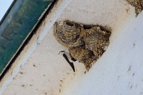 Swallow Nest Drip Stone — Stock Photo, Image