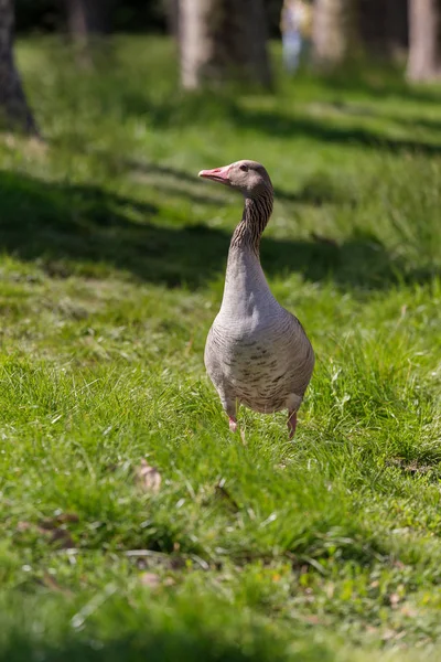 Nice Goose Portrait Austrian Village Rust Protected National Park — Stock Photo, Image