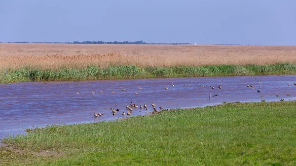 Nice Goose Group Austrian Village Rust Protected National Park — Stock Photo, Image