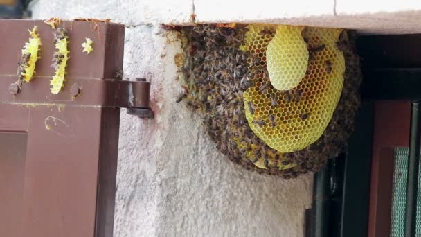 Bienenvolk Einer Tür Einem Einfamilienhaus — Stockvideo