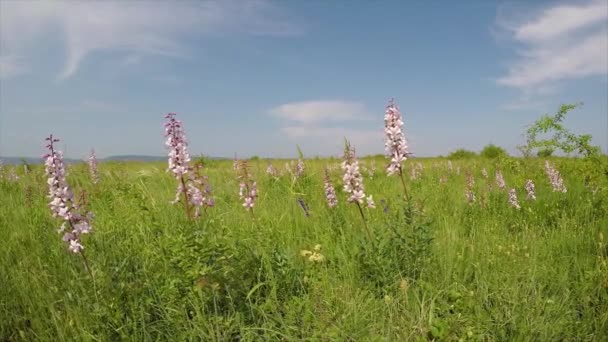 Bellissimi Fiori Dittany Primavera Cespuglio Ardente Dictamnus Albus — Video Stock