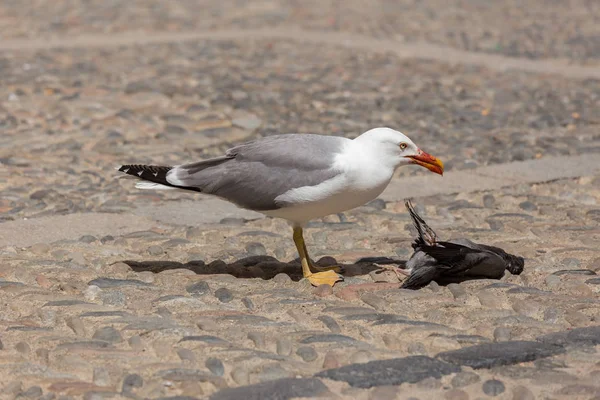 Gaviota Comiendo Una Paloma Muerta Calle — Foto de Stock