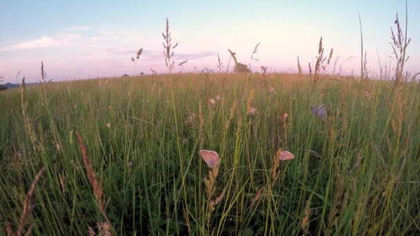 许多常见的蓝光蝴蝶在草地上的日落光 — 图库视频影像