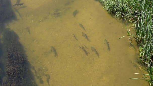 Veel Karpers Een Rivier Een Spaanse Stad Gerona — Stockvideo