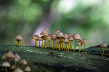 Güzel küçük bir mantar resimden yakından