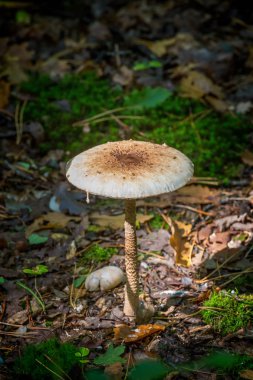 sabah güneş ışığı altında genç şemsiye mantar