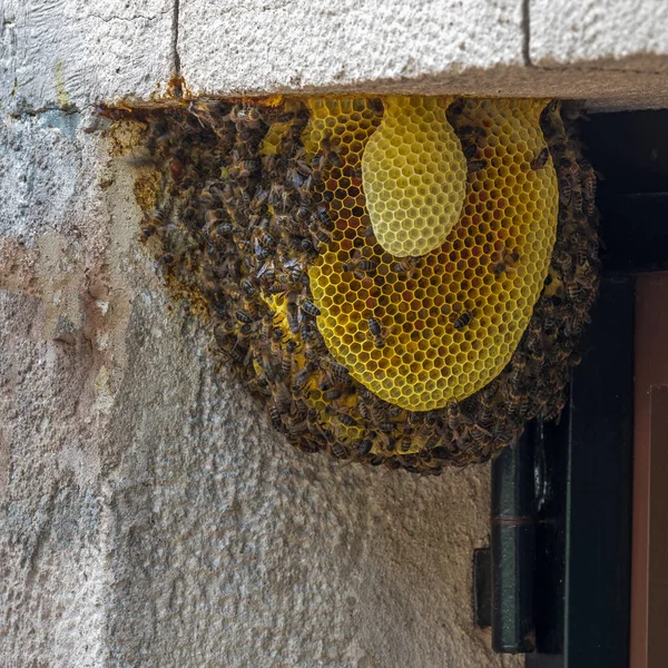 Bienenvolk Einer Tür Einem Einfamilienhaus — Stockfoto