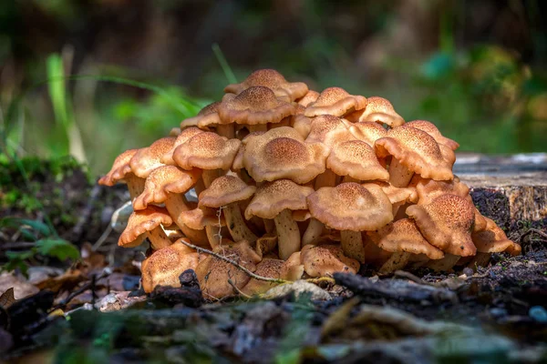 Armillaria Tabescens Mushroom Осеннем Лесу Венгрии — стоковое фото