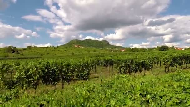 Пейзаж Видеокамерой Gopro Венгерского Виноградника — стоковое видео