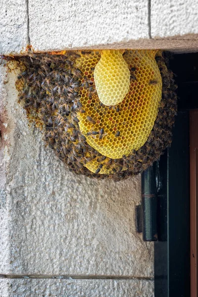 Bee Koloni Dörr Ett Enfamiljshus — Stockfoto