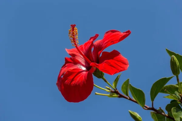 Detailní Záběr Nice Ibišek Květ Španělsku — Stock fotografie