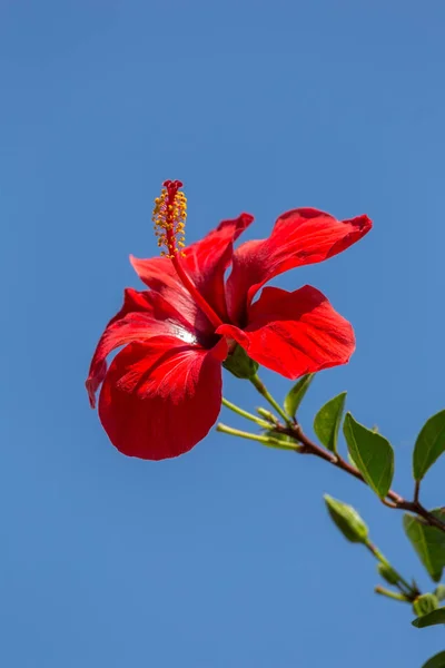 Zbliżenie Kwiat Hibiscus Ładne Hiszpanii — Zdjęcie stockowe