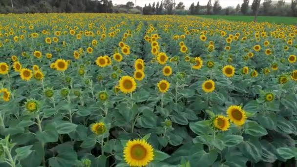 Drone Footage Sunflowers Summertime — Stock Video