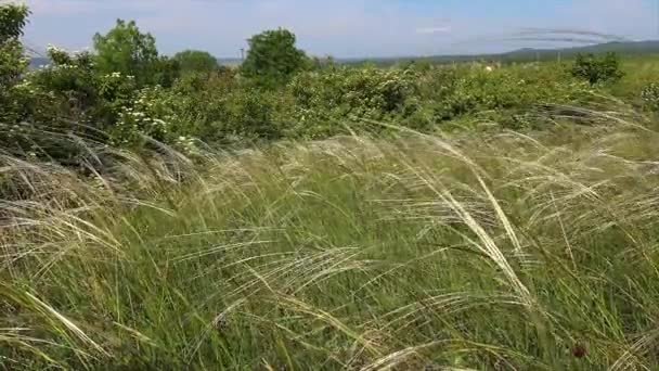 春季匈牙利田野上的许多针茅植物 — 图库视频影像