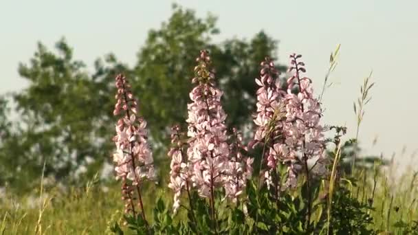 Mooie Dittany Bloemen Het Voorjaar Brandende Struik Vuurwerkplant Albus — Stockvideo