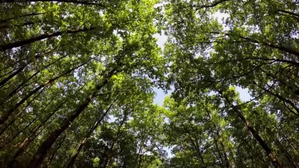 Bonitas Imágenes Bosques Roble Primavera Desde Hungría — Vídeo de stock