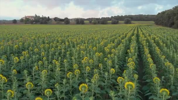 Drone d'un tournesol en été  
